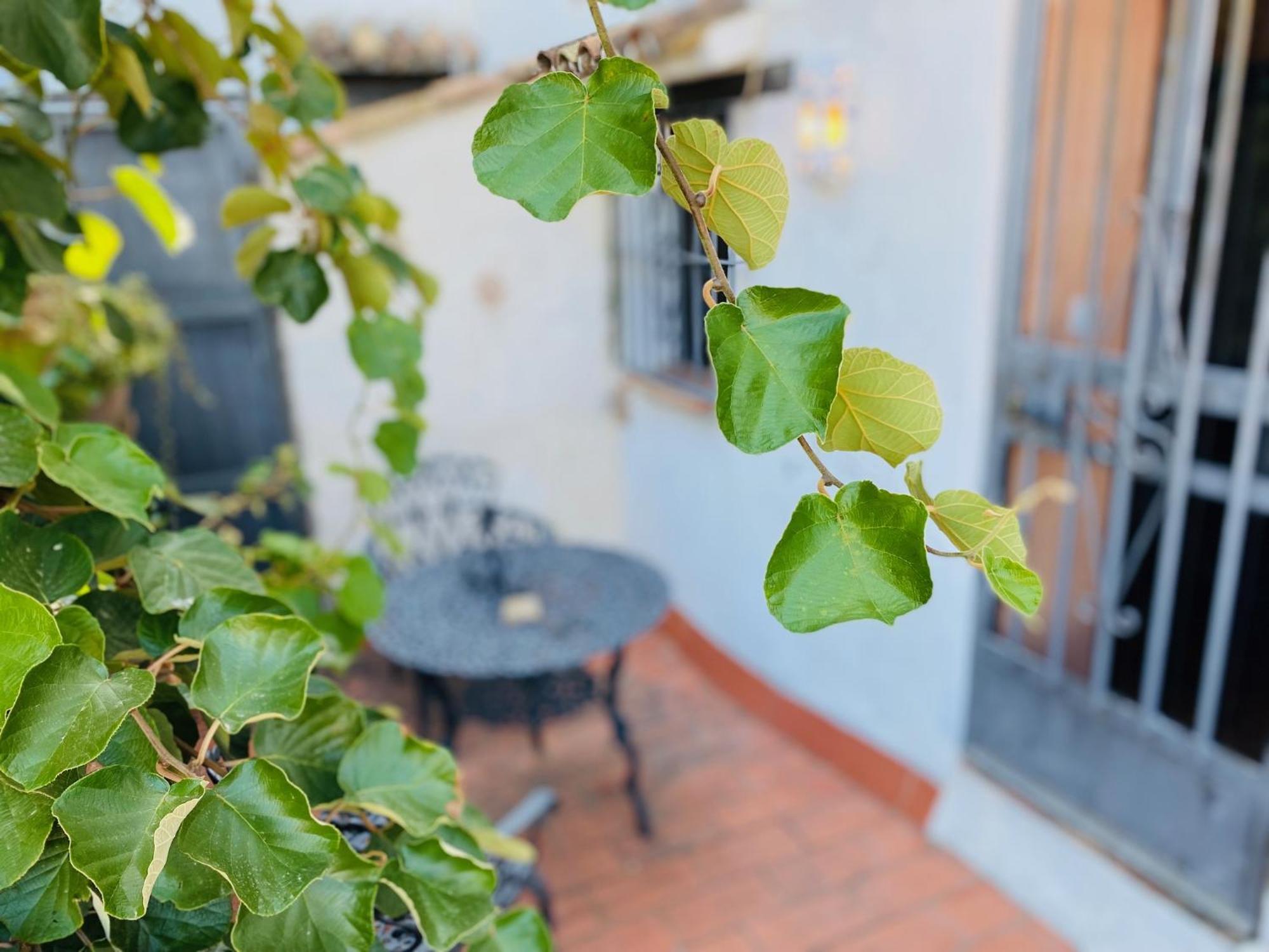 Posada La Casa Grande Jimena De La Frontera Dış mekan fotoğraf
